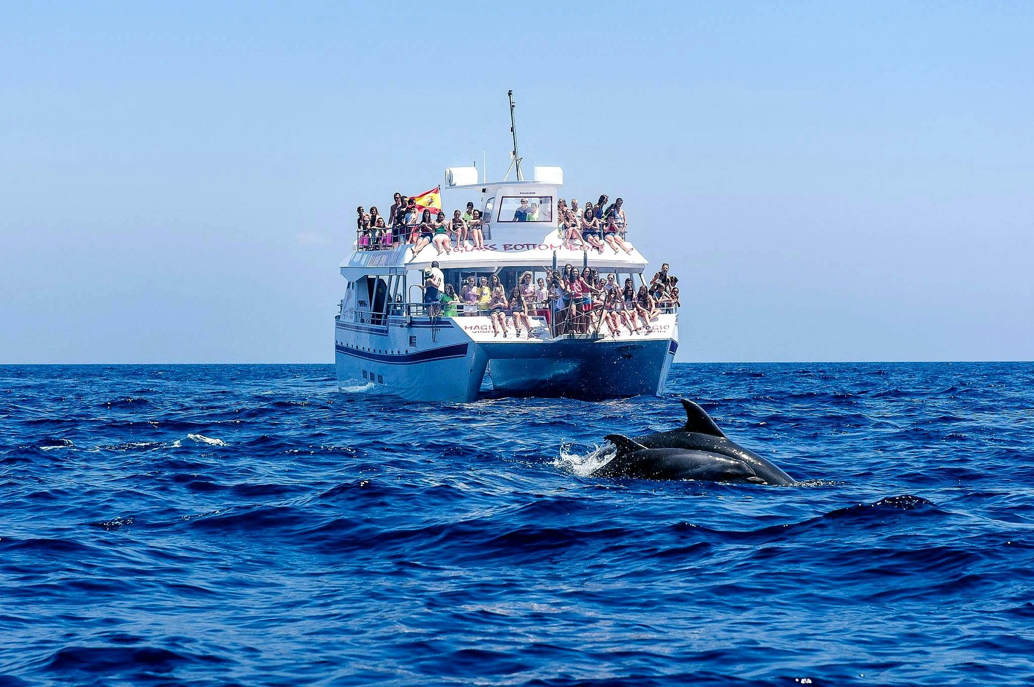 ▷ Boat Trips with dolphin watching in Costa del Sol: 22 Offers with the  Best Prices 2026 - CheckYeti