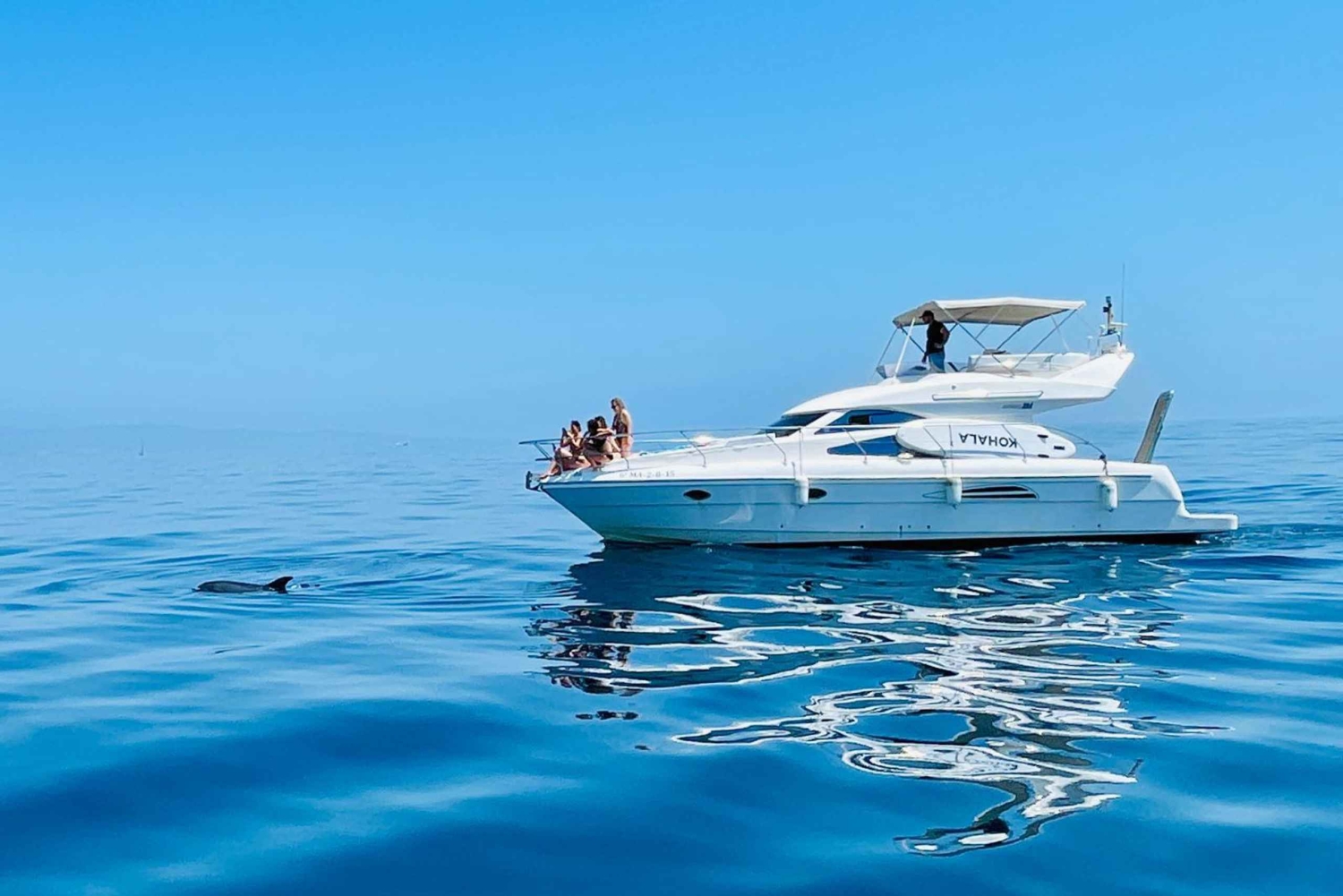 Dolphin swimming beside boat during watching tour from Puerto Banús